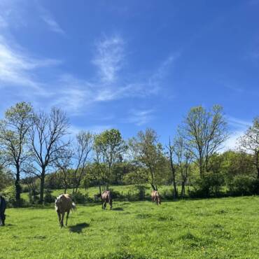 Pâture convalescence ou retraite du CA ranch