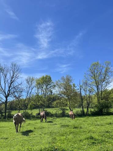 Pâture convalescence ou retraite du CA ranch