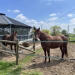 Paddock du haut